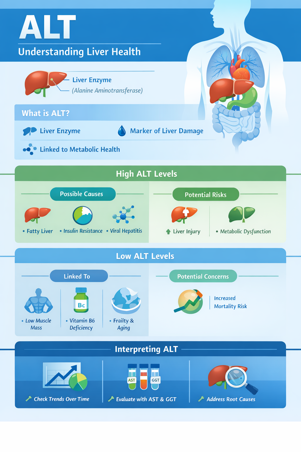Understanding ALT and Liver health Understanding ALT and Liver health