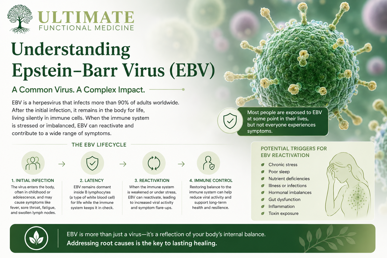 Understanding EBV