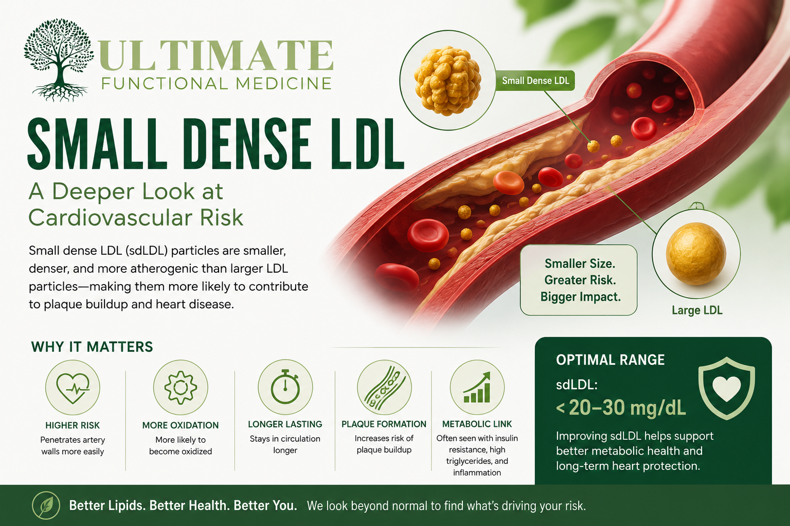 Understanding smLDL