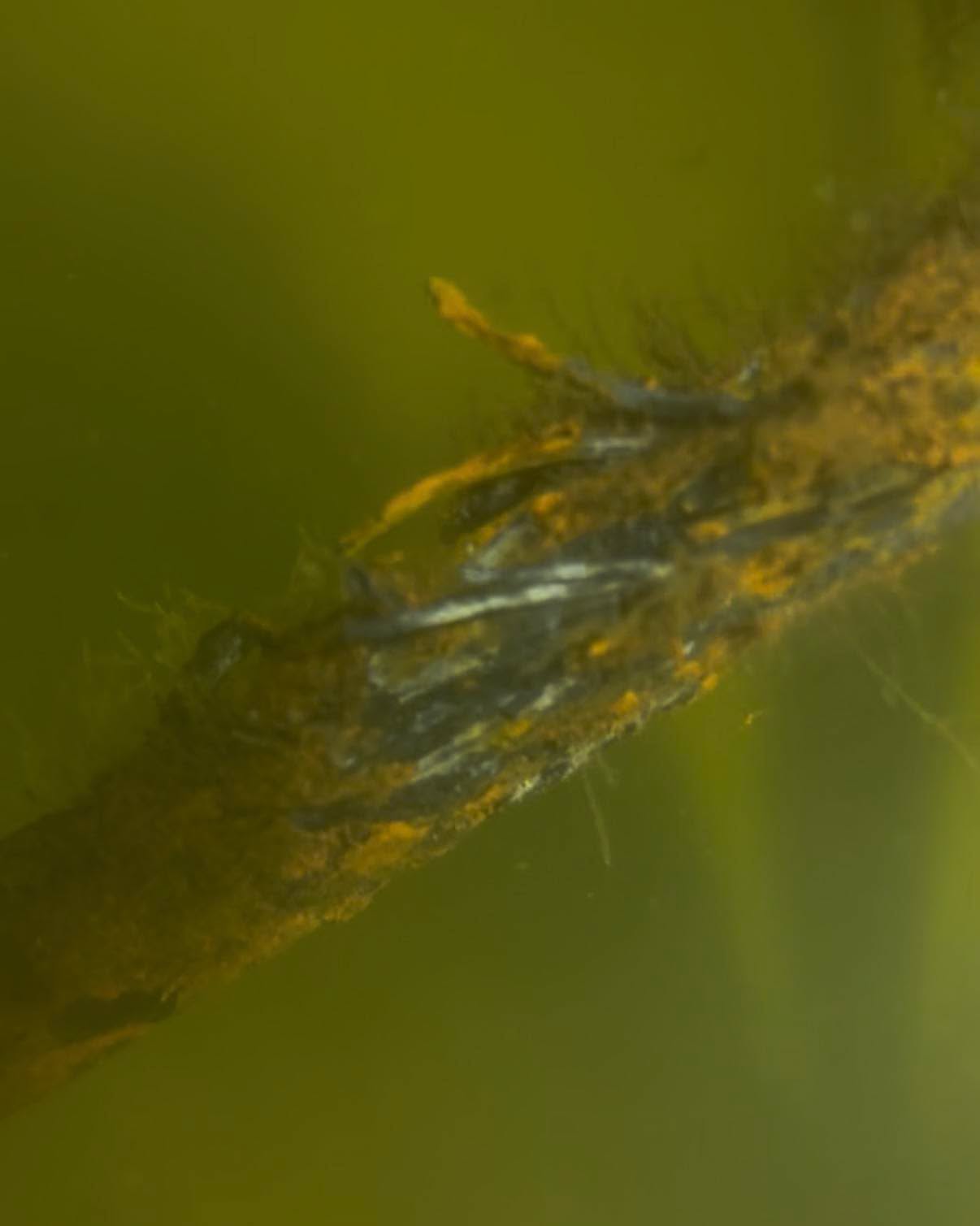 Close-up of a frayed and corroded dock cable