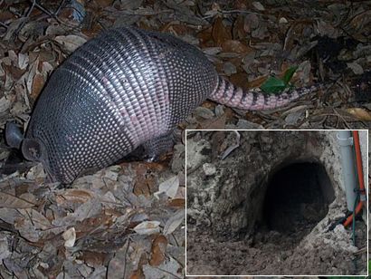 Armadillo