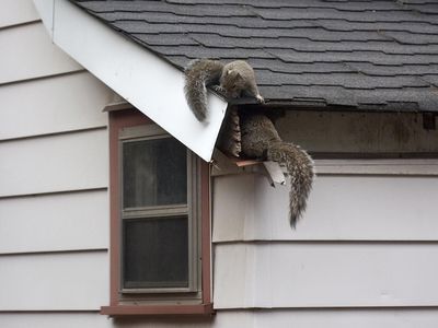 Squirrels
