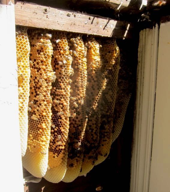 Bee hive