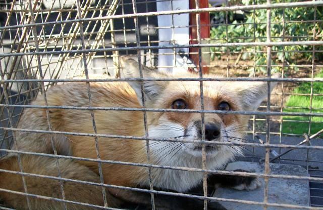 Fox