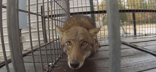 Coyote