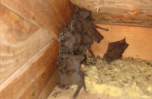 Bats
