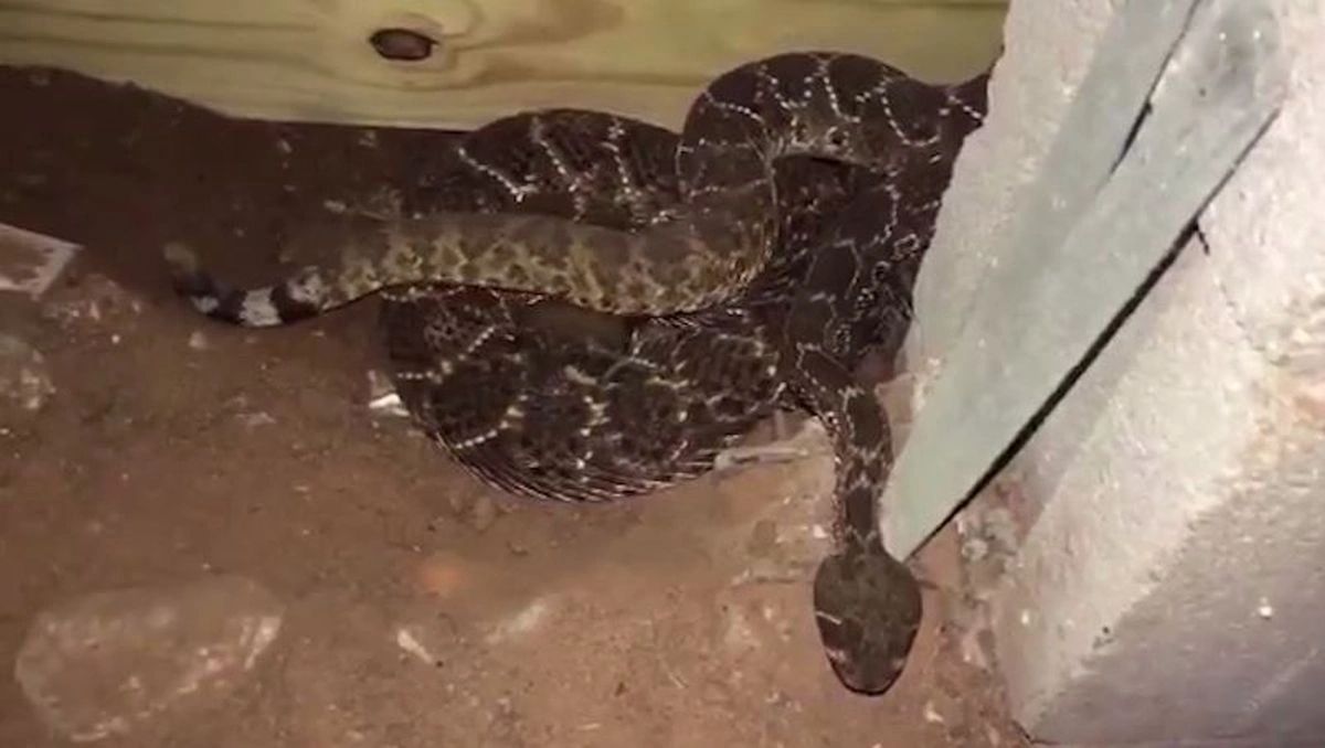 Snake