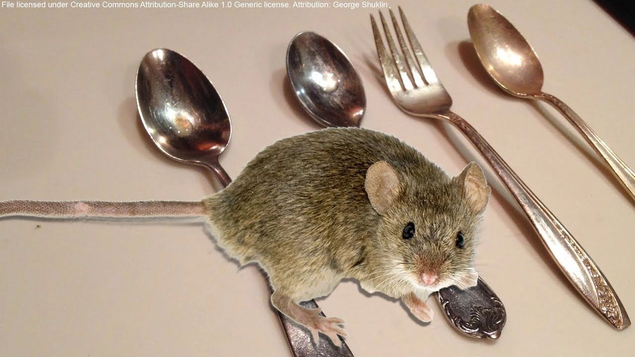 Mouse