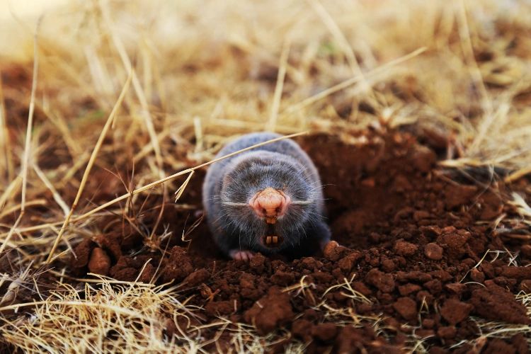 Mole