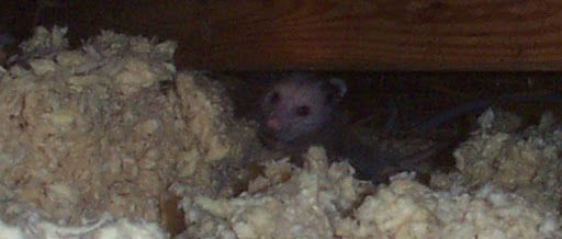 Opossum