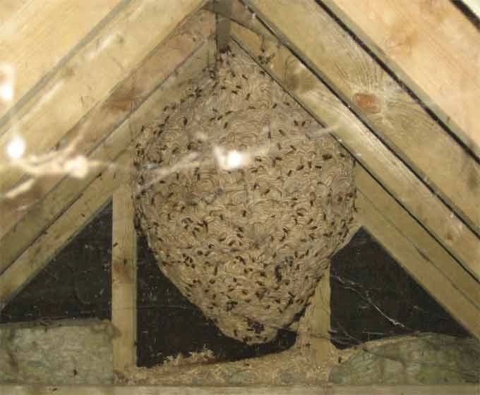 Wasp nest