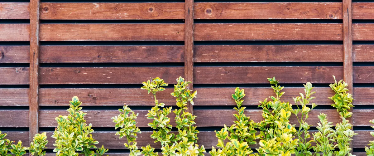 Horizontal wood fence panels with ornamental garden plants in the foreground