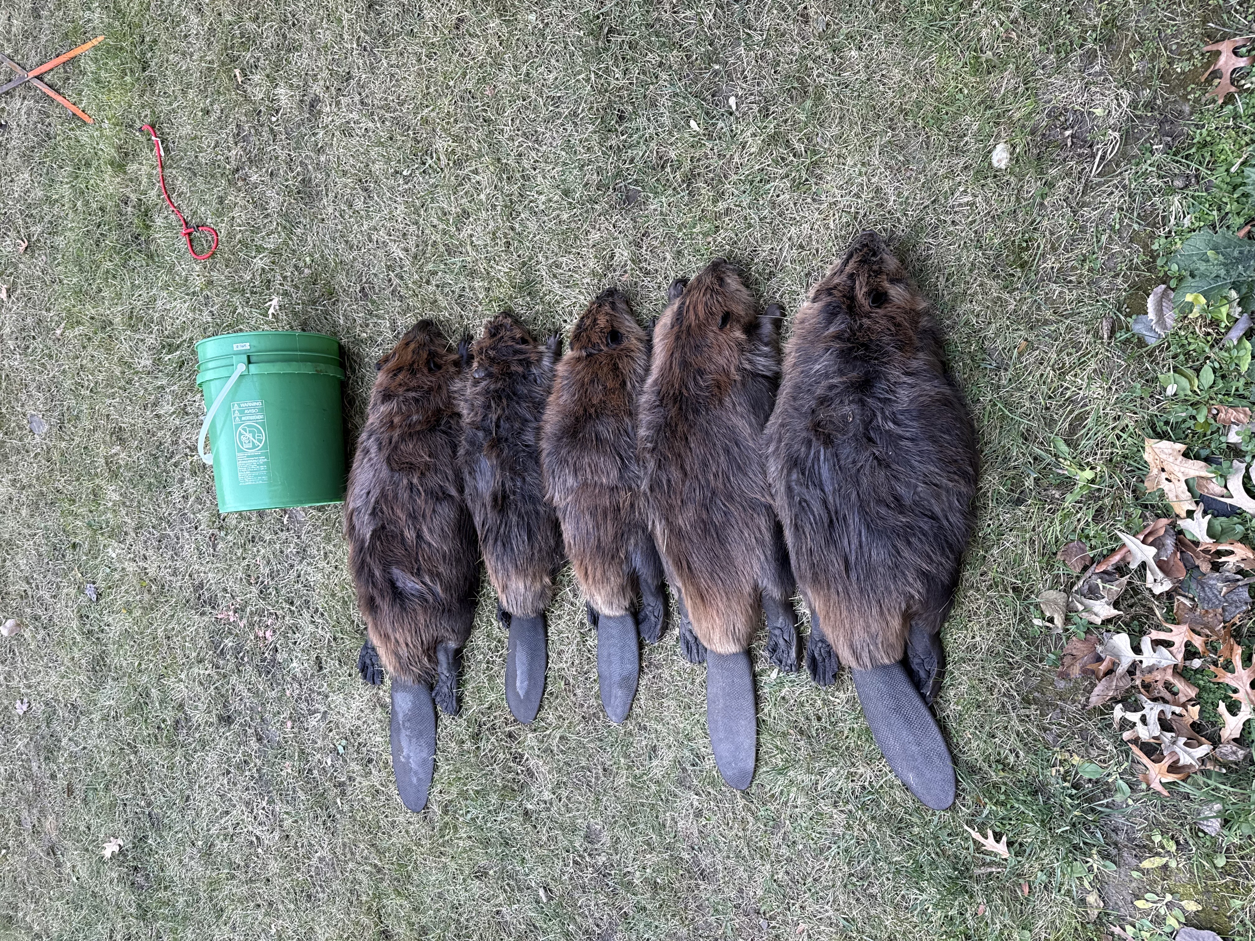 Nuscience wildlife removal - muskrats.