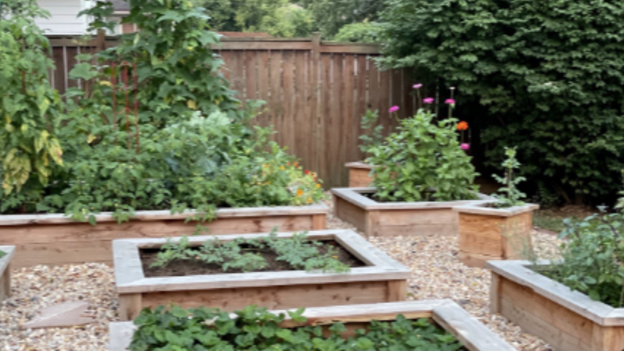 Seed germination process showing seedlings sprouting in soil