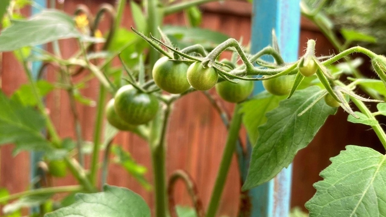 Edible garden with raised beds prepared for planting vegetables