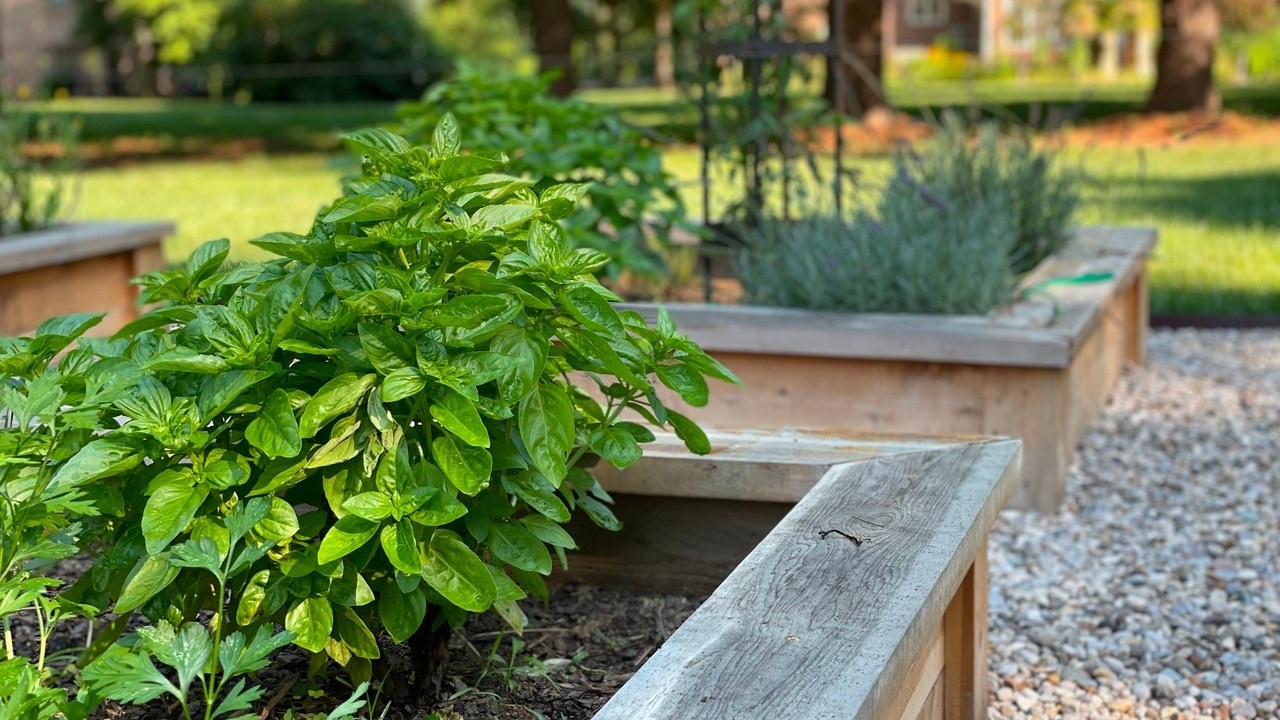 Home garden with mixed vegetables growing in backyard beds