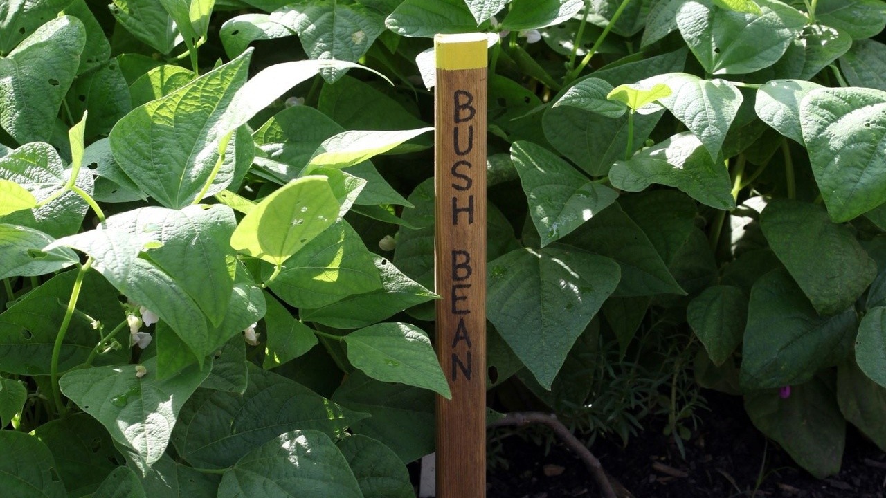 Fall garden pests damaging cool season vegetable crops