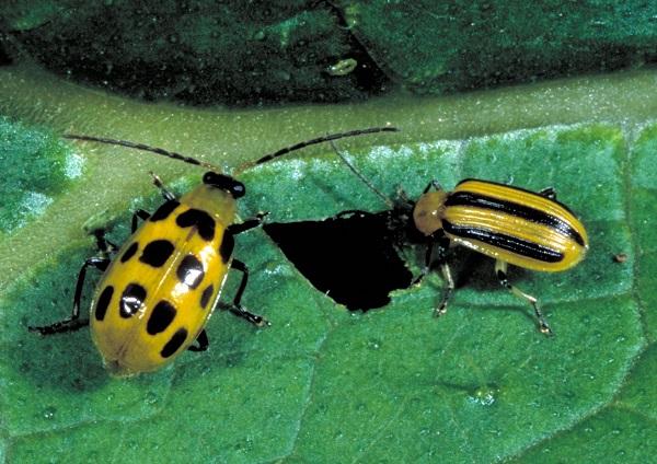Spotted cucumber beetle (left) is larger on average than striped cucumber beetle (right).