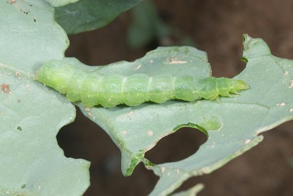 A cabbage looper's body  is narrow  near its head.