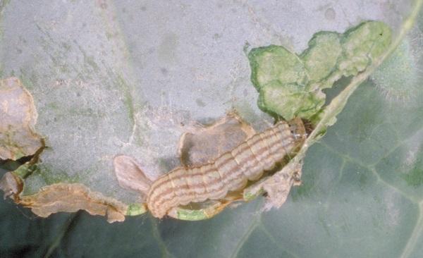 Cabbage webworm is uncommon but can occur in Kentucky.