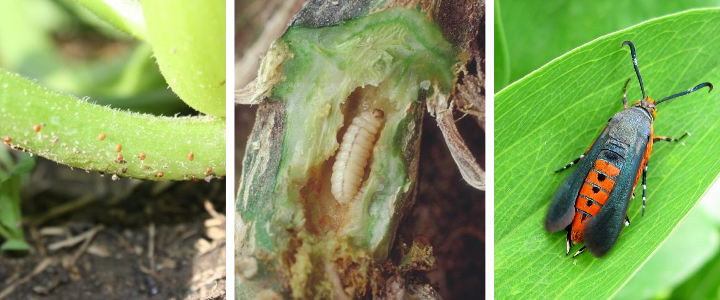 Squash vine borer eggs on a stem, a larva inside a vine, and an adult clearwing moth. Squash vine borer eggs on a stem, a larva inside a vine, and an adult clearwing moth.