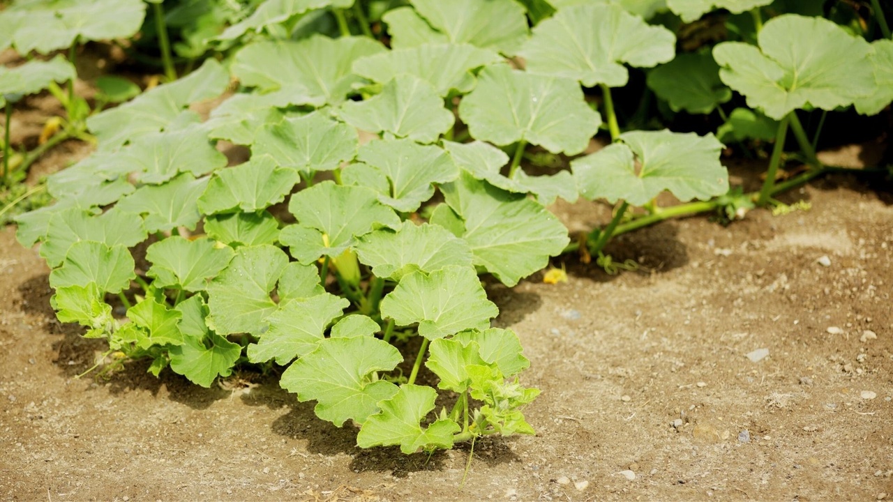 Squash vine borer prevention and identification in home garden