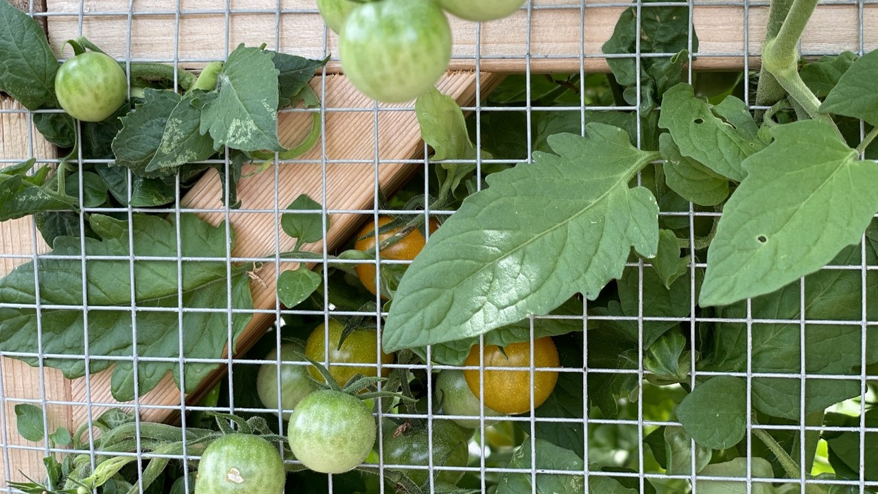 Home vegetable garden with raised beds and trellises