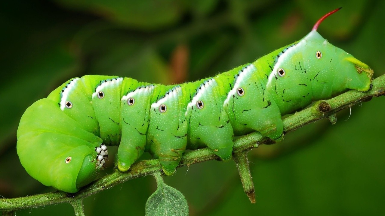 Tomato hornworm caterpillar feeding on tomato plant leaves