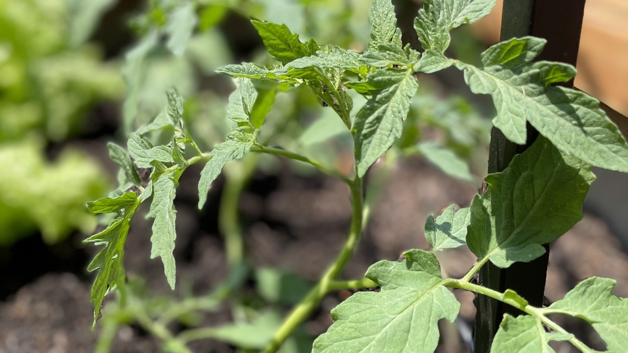 Tomato plants growing in home garden bed