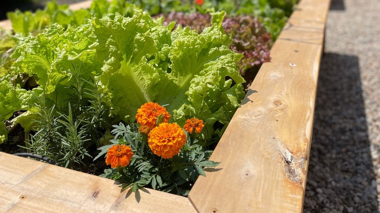 Raised bed vegetable garden with wooden garden boxes