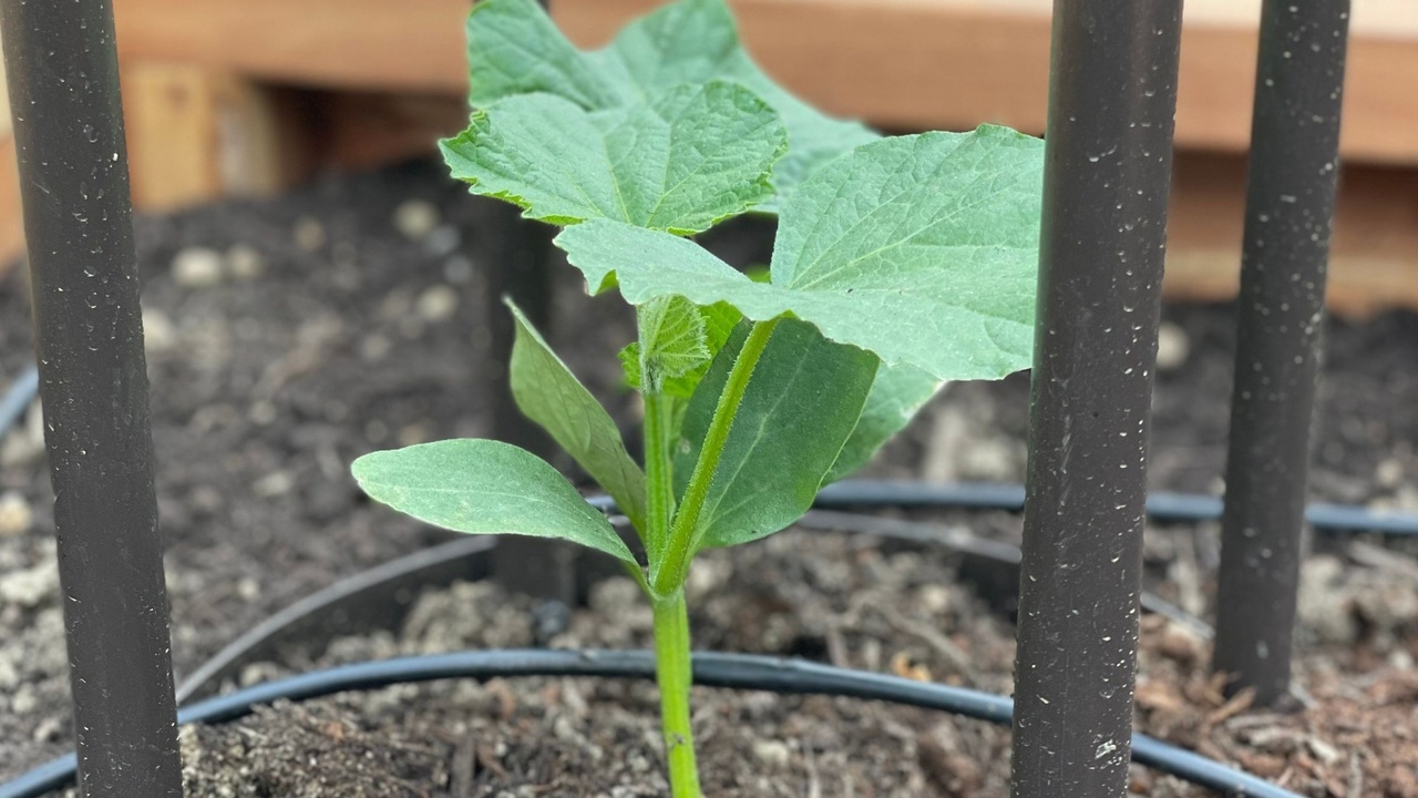 Young cucumber plant beginning its growth in a garden setting.