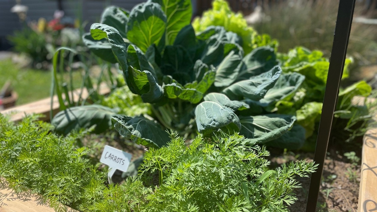 Homegrown vegetables illustrating the fresh produce