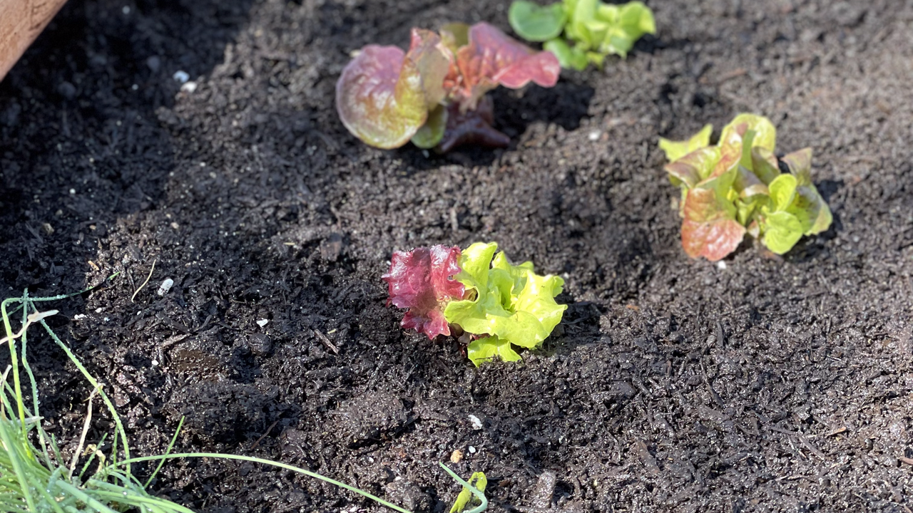 Spring vegetable garden being planted with young seedlings in raised beds