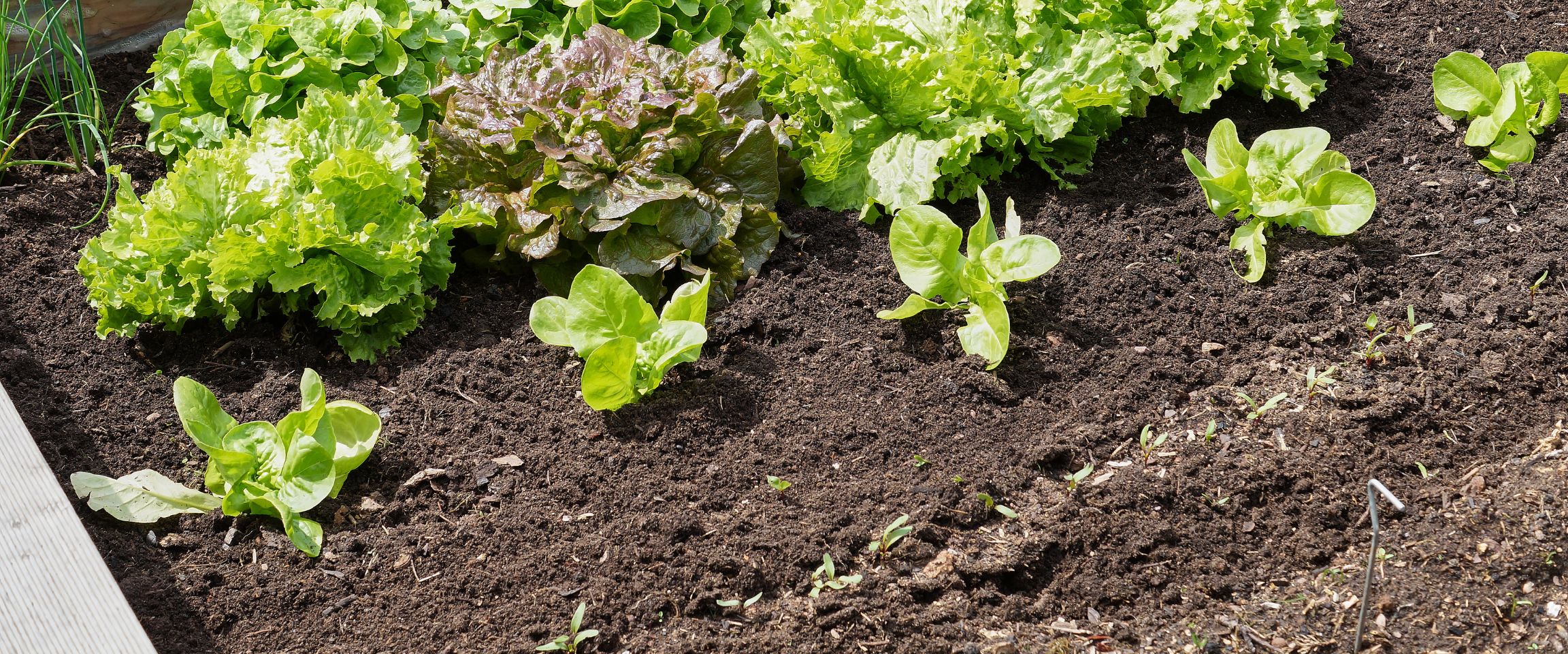 Tiny sprouts and lettuce seedlings growing in dark garden soil.