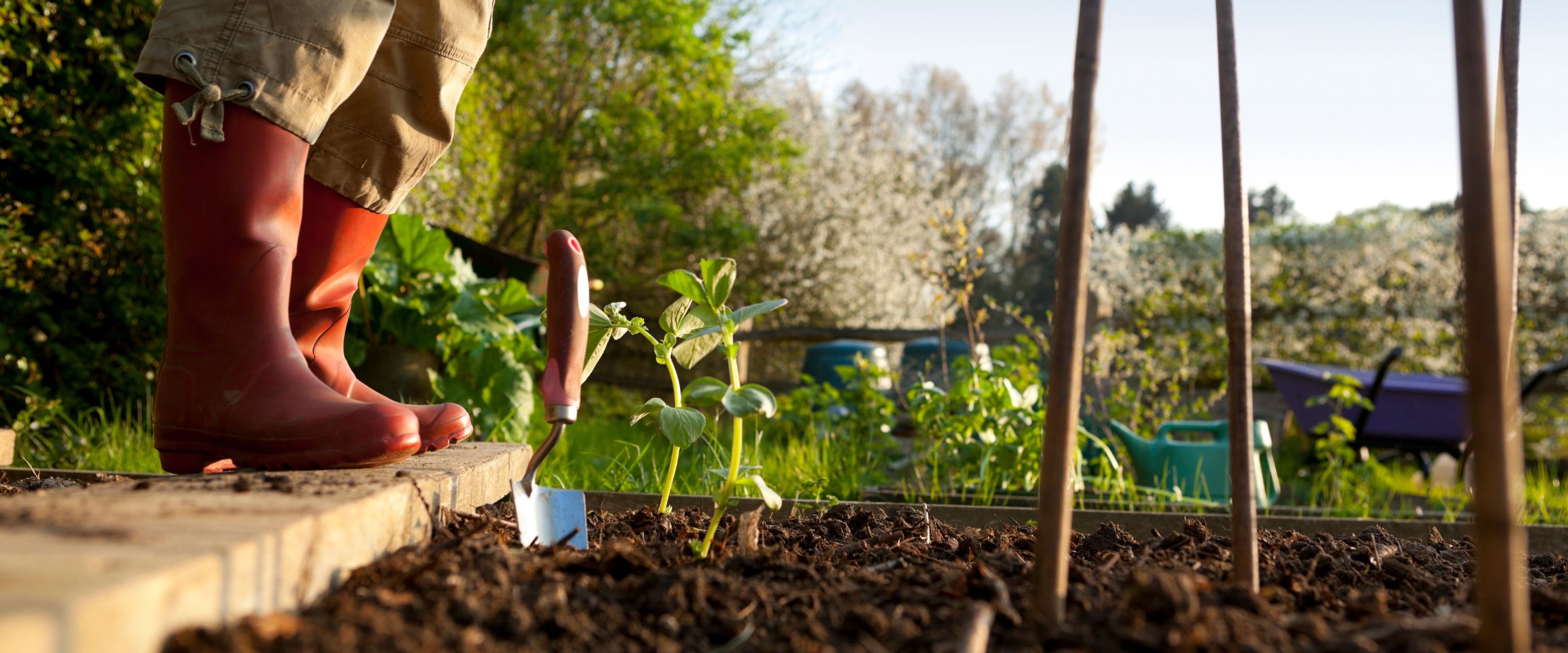 Rows of small lettuce seedlings and tiny sprouts growing in dark soil next to mature lettuce heads.