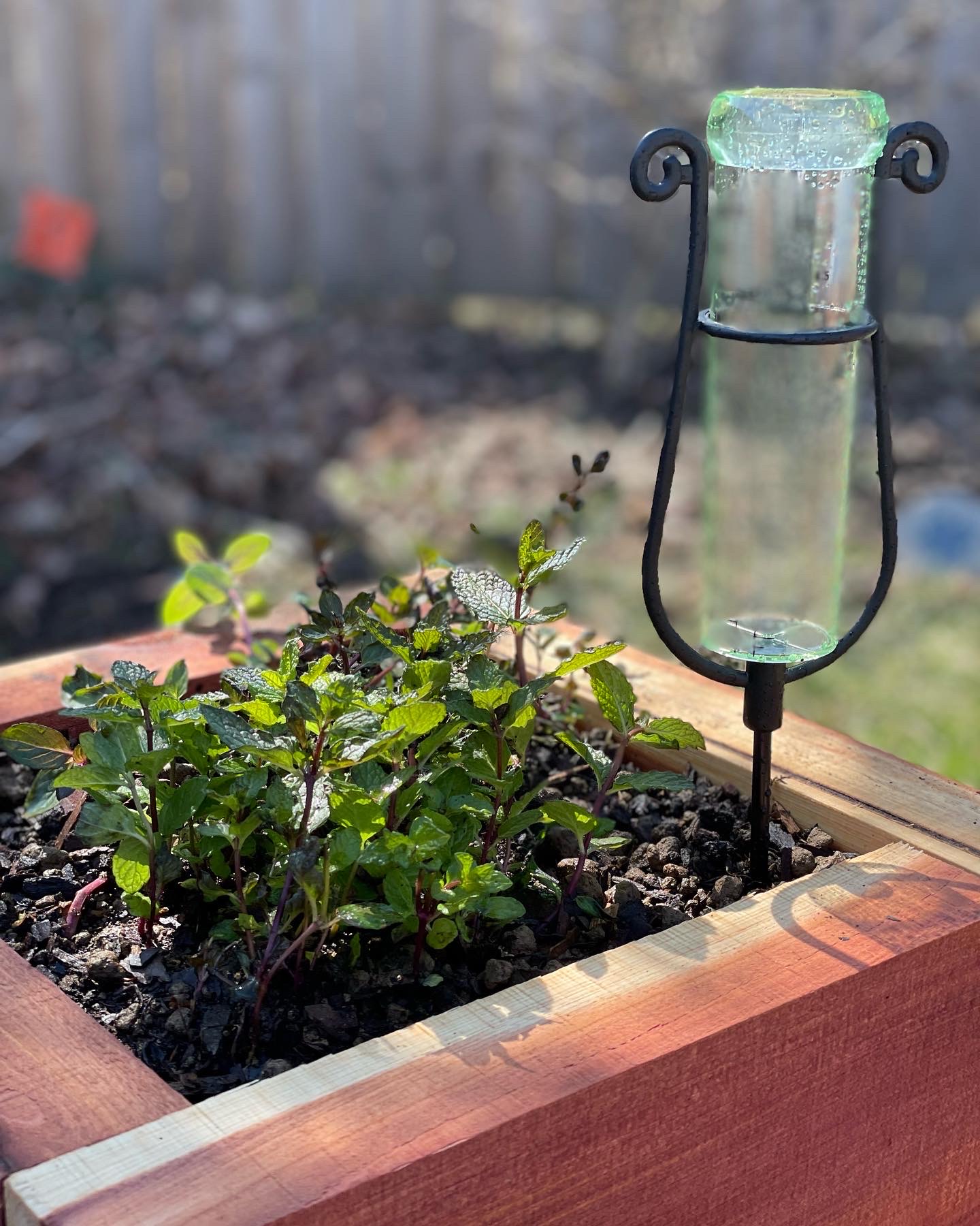 Fresh green mint plants growing in a cedar raised planter box next to a glass rain gauge.