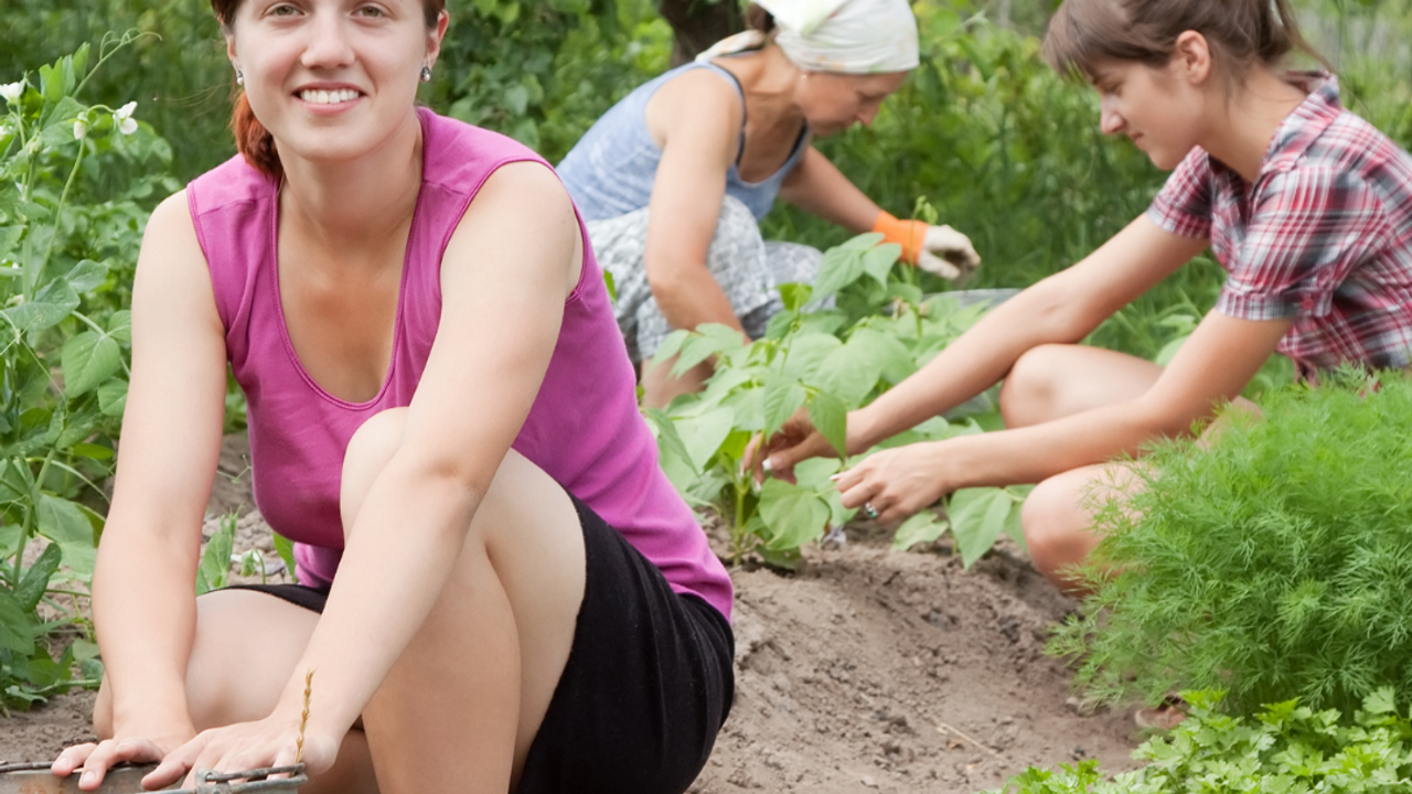 Three women kneeling in a garden and tending to young plants in rows of soil.