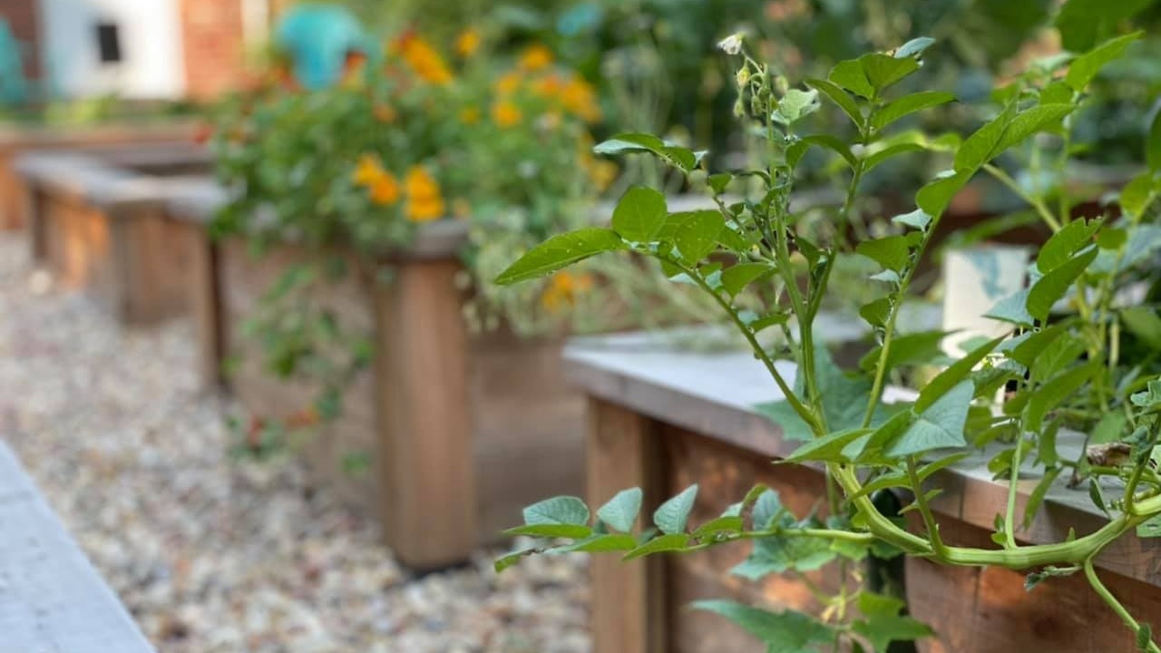 Fall vegetable garden transition with newly planted cool season crops
