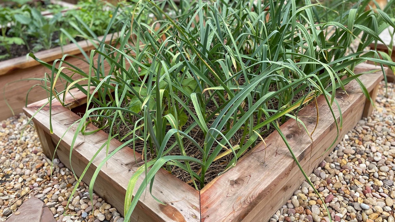 Tall, green garlic plants with long, drooping leaves growing in a wooden raised garden bed surrounded by a pebble path.