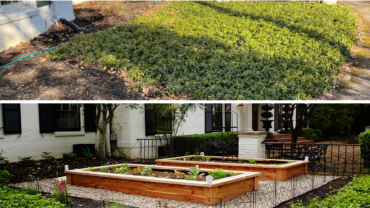 Before and after transformation of a front yard edible garden with raised cedar beds