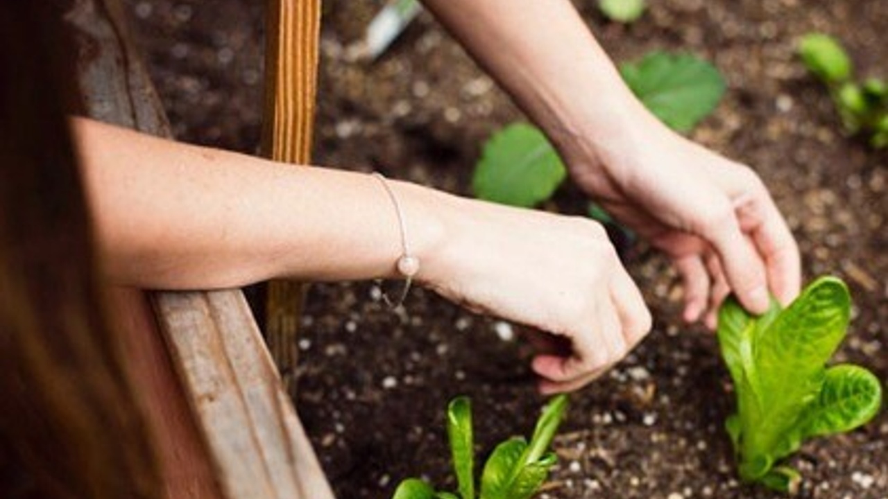 Spring vegetable garden preparation in Louisville Kentucky