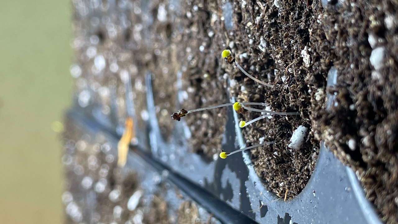 green sprouts with yellow seed heads emerging from a black seedling tray filled with dark potting soil. green sprouts with yellow seed heads emerging from a black seedling tray filled with dark potting soil.