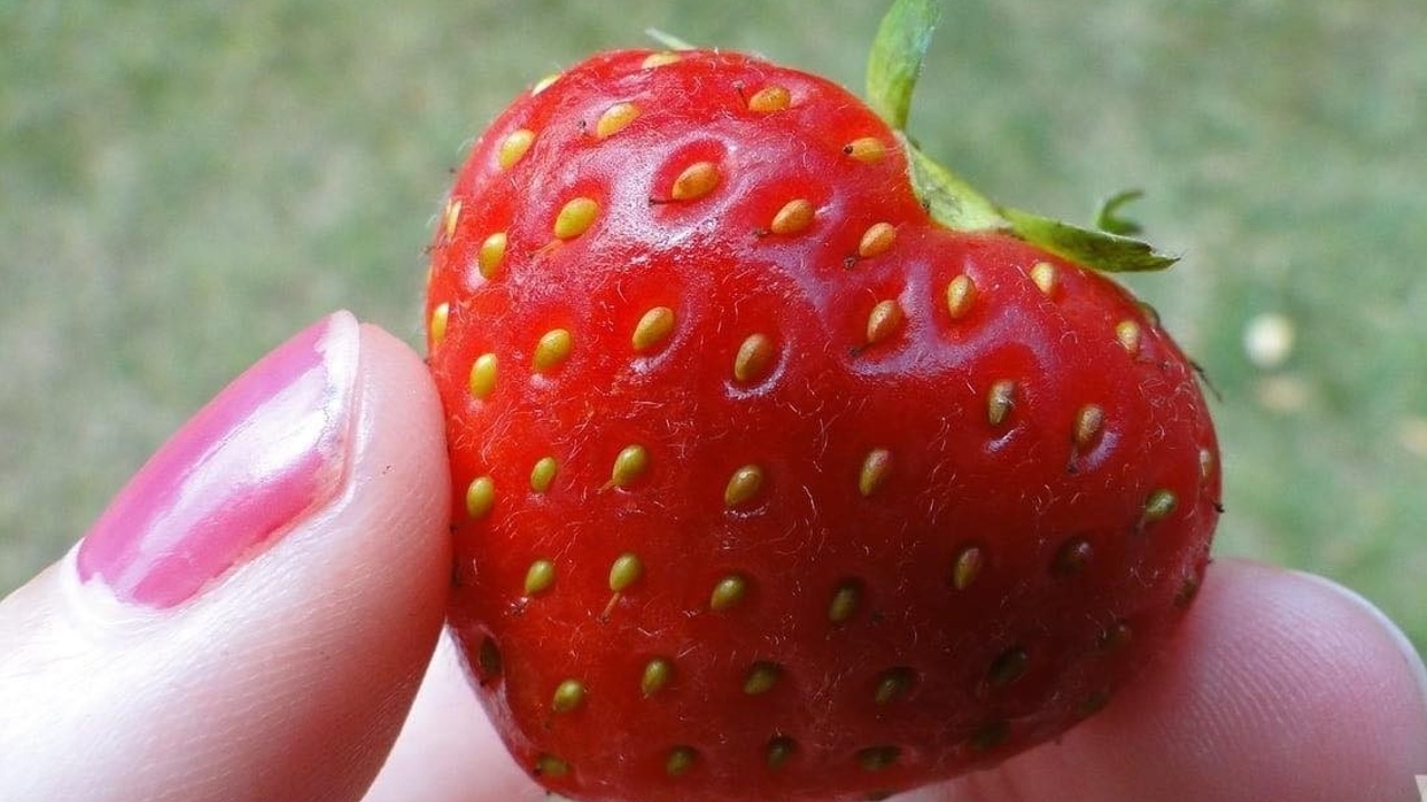 strawberry