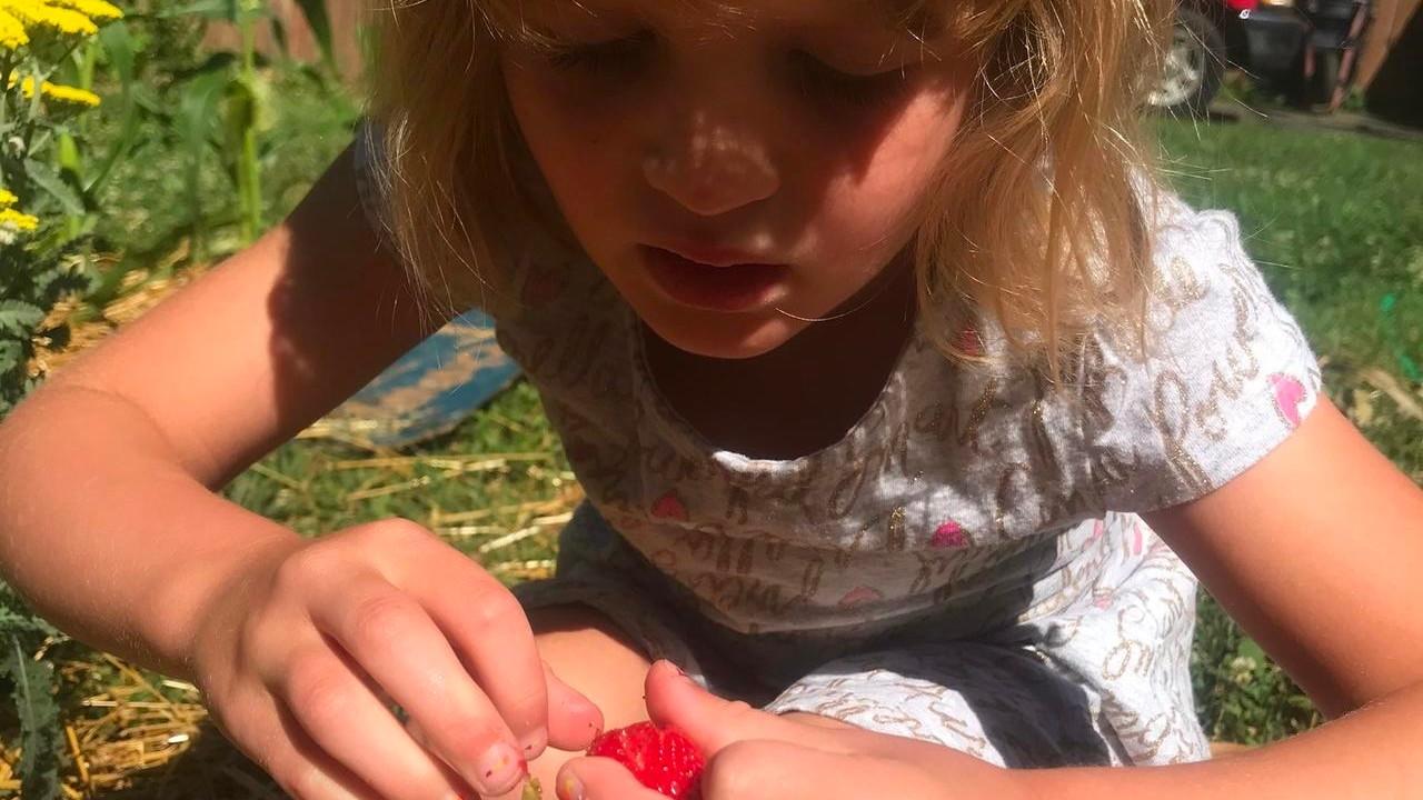 A young girl in a garden focused on picking a ripe red strawberry.
