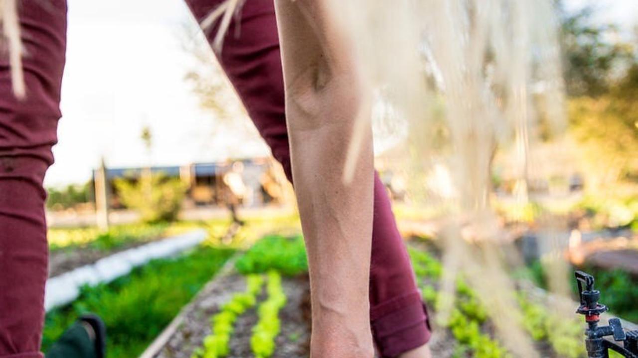 reaching down to tend a row of young lettuce plants in a garden bed