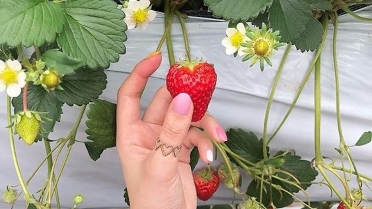 holding a ripe red strawberry on the vine