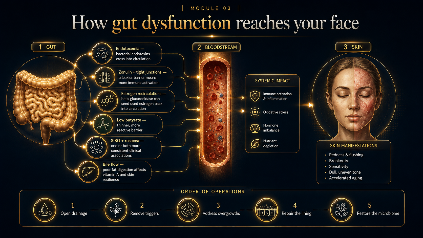 The gut to skin connection, immune, hormonal, inflammatory, and microbial signaling