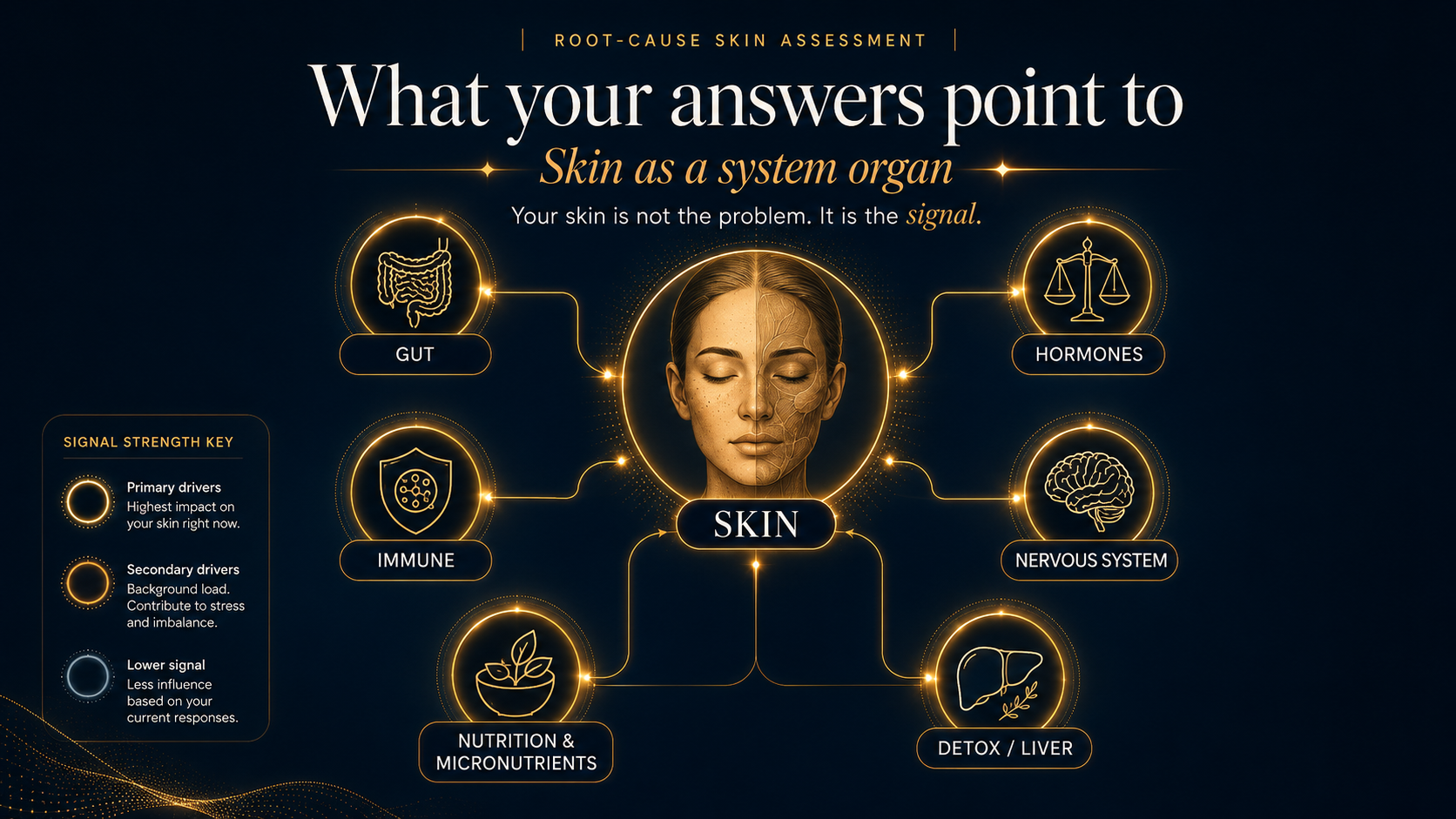 Skin as a system organ, reflecting gut integrity, microbial balance, hormonal balance, detox capacity, immune activation, and nervous system tone