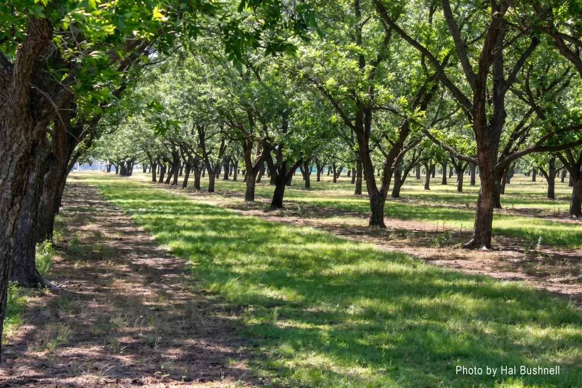 Sunlit tree-lined path