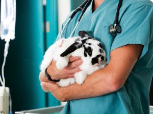 Mobile Grooming in Delray Beach, Florida
